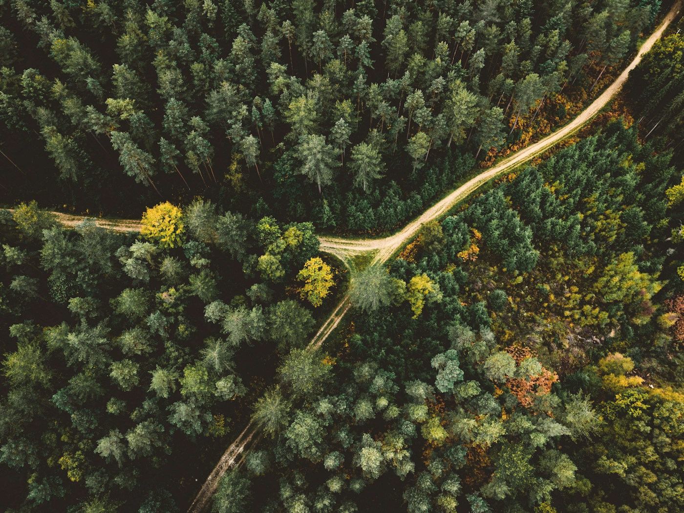Vista aérea de un bosque cruzado por caminos que se separan en varias direcciones.