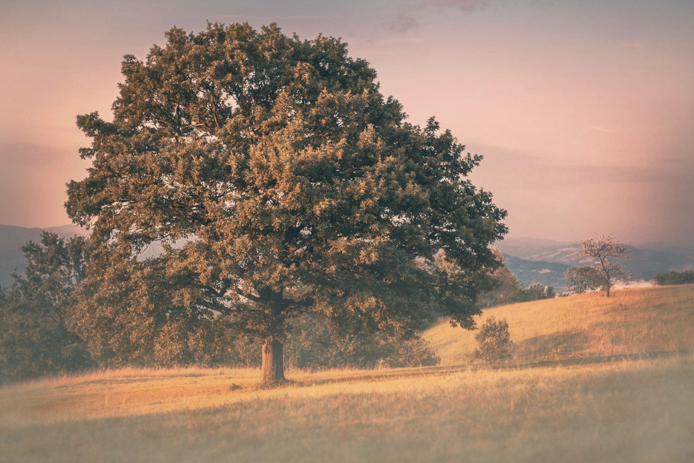 Un roble grande y solo en un prado, con la luz del atardecer.